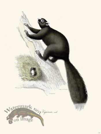 Cuvier 272 Capistrate Male